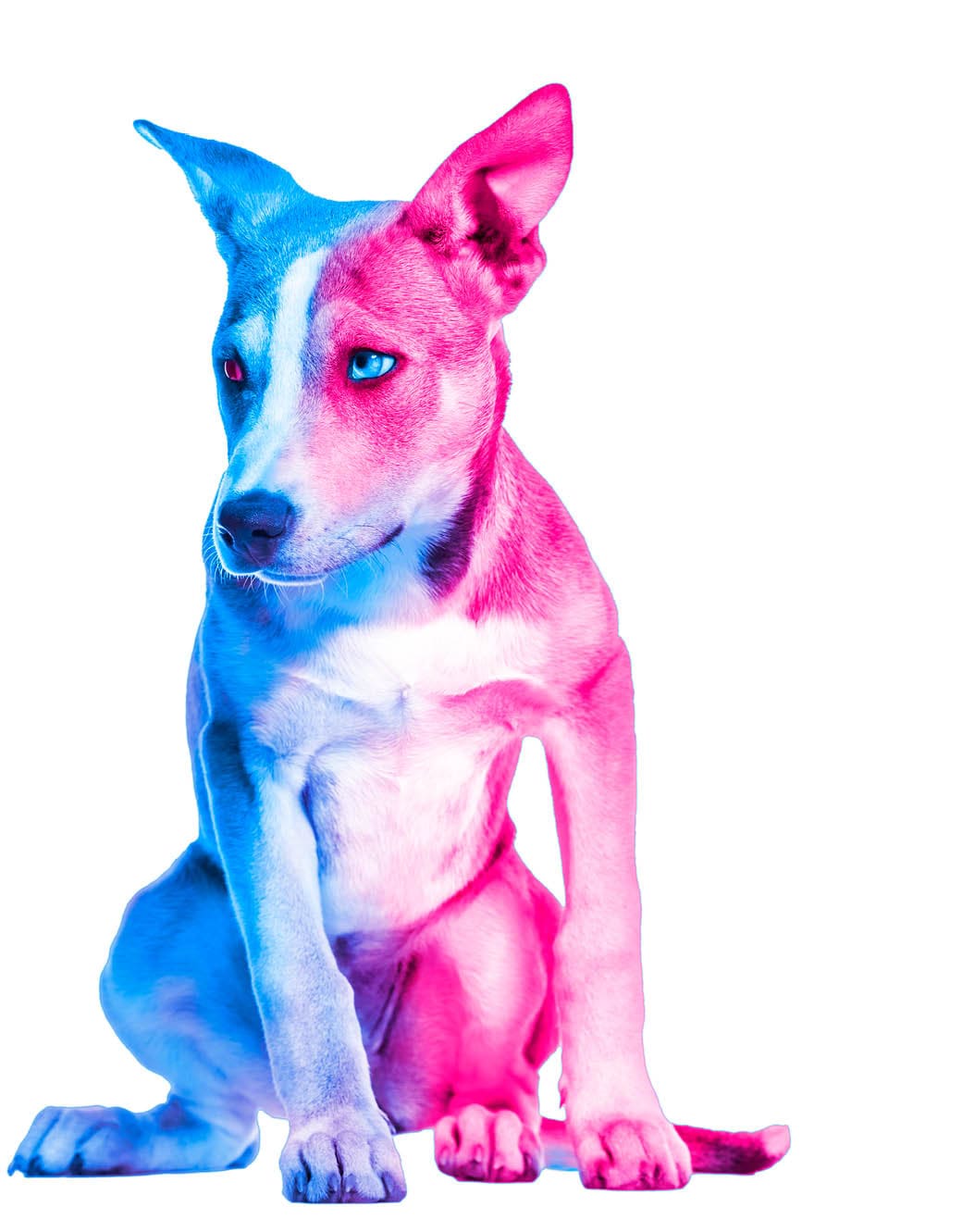 Mixed-breed dog , 3 months old, sitting against white background