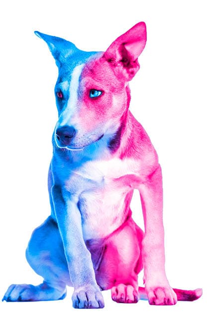 Mixed-breed dog , 3 months old, sitting against white background